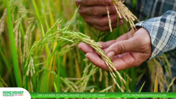 Thị trường nông sản 16/8/2025: Cà phê tăng kỷ lục, giá lúa gạo ít biến động, hồ tiêu giữ giá cao