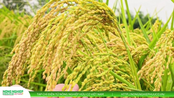 Thị trường nông sản 17/8/2025: Giá cà phê tiếp tục tăng mạnh, lúa gạo ít biến động