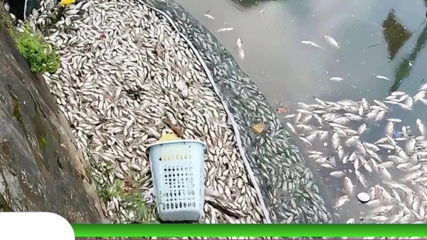 Cận cảnh cá chết nổi trắng, bốc mùi nồng nặc tại hào thành cổ Vinh