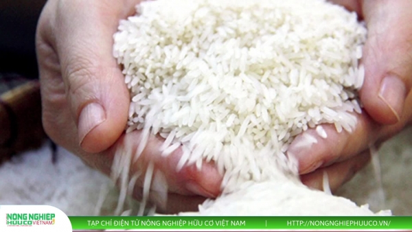 Thị trường nông sản 18/8/2025: Giá cà phê và hồ tiêu ổn định, lúa gạo đi ngang