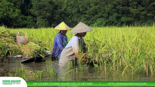Thị trường nông sản 25/8/2025: Giá tiêu tăng 4.000 đồng/kg, lúa gạo đi ngang