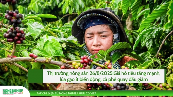 Thị trường nông sản 26/8/2025: Giá hồ tiêu tăng mạnh, lúa gạo ít biến động, cà phê quay đầu giảm