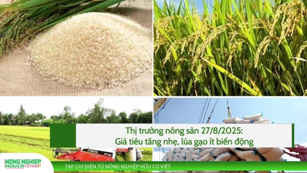 Thị trường nông sản 27/8/2025: Giá tiêu tăng nhẹ, lúa gạo ít biến động