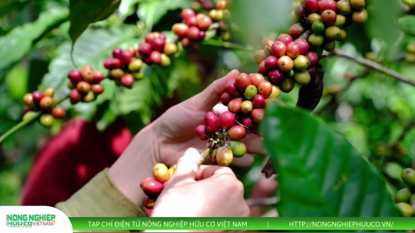 Thị trường nông sản 28/8/2025: Giá tiêu tăng 2.000 đồng/kg, cà phê tăng nhẹ, lúa gạo ít biến động