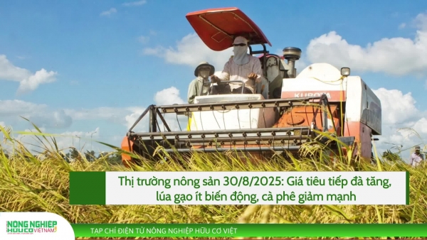 Thị trường nông sản 30/8/2025: Giá tiêu tiếp đà tăng, lúa gạo ít biến động, cà phê giảm mạnh