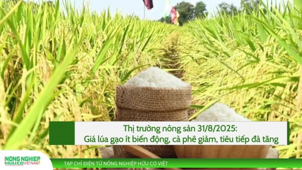 Thị trường nông sản 31/8/2025: Giá lúa gạo ít biến động, cà phê giảm, tiêu tiếp đà tăng