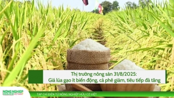 Thị trường nông sản 31/8/2025: Giá lúa gạo ít biến động, cà phê giảm, tiêu tiếp đà tăng
