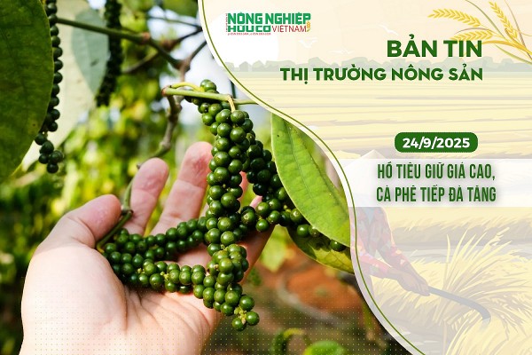 Thị trường nông sản 24/9/2025: Hồ tiêu giữ giá cao, cà phê tiếp đà tăng