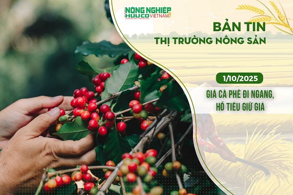 Thị trường nông sản 01/10/2025: Giá cà phê đi ngang, hồ tiêu giữ giá