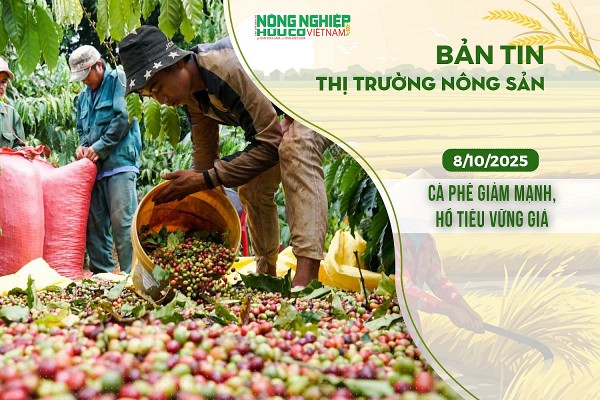 Thị trường nông sản 08/10/2025: Cà phê giảm mạnh, hồ tiêu vững giá