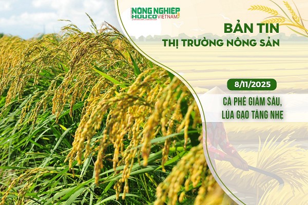 Thị trường nông sản 8/11/2025: Cà phê giảm sâu, lúa gạo tăng nhẹ