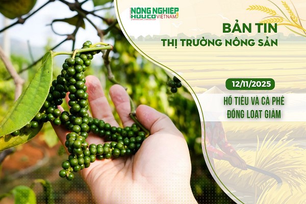 Thị trường nông sản 12/11/2025: Hồ tiêu và cà phê đồng loạt giảm