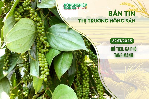 Thị trường nông sản 22/11/2025: Hồ tiêu, cà phê tăng mạnh