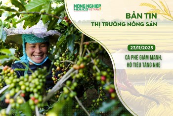Thị trường nông sản 23/11/2025: Cà phê giảm mạnh, hồ tiêu tăng nhẹ