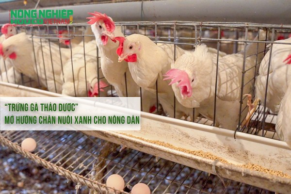“Trứng gà thảo dược” mở hướng chăn nuôi xanh cho nông dân