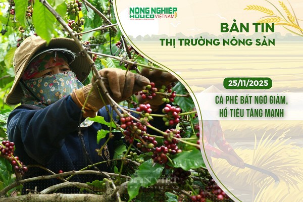Thị trường nông sản 25/11/2025: Cà phê bất ngờ giảm, hồ tiêu tăng mạnh