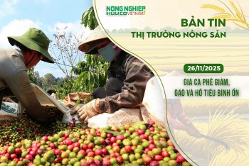 Thị trường nông sản 26/11/2025: Giá cà phê giảm, gạo và hồ tiêu bình ổn