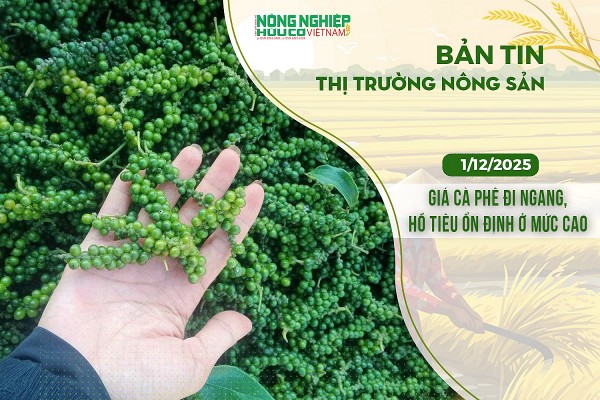 Thị trường nông sản 01/12/2025: Giá cà phê đi ngang, hồ tiêu ổn định ở mức cao