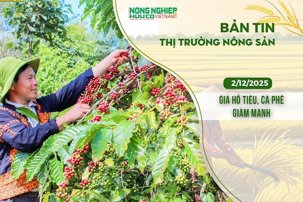 Thị trường nông sản 02/12/2025: Giá hồ tiêu, cà phê giảm mạnh