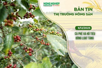 Thị trường nông sản 09/12/2025: Cà phê và hồ tiêu đồng loạt tăng