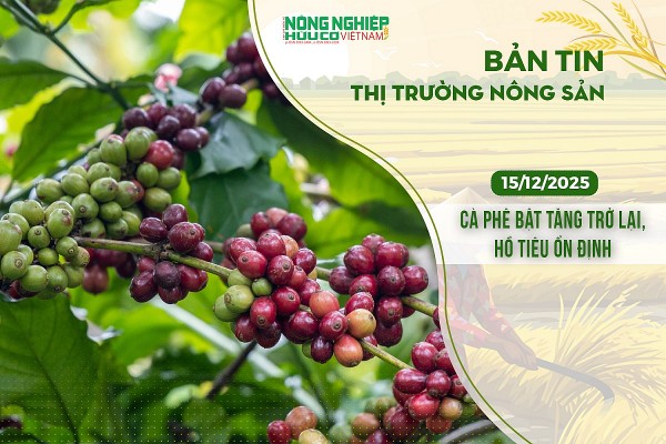 Thị trường nông sản 15/12/2025: Cà phê bật tăng trở lại, hồ tiêu ổn định