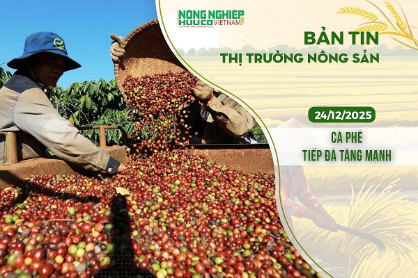 Thị trường nông sản 24/12/2025: Cà phê tiếp đà tăng mạnh
