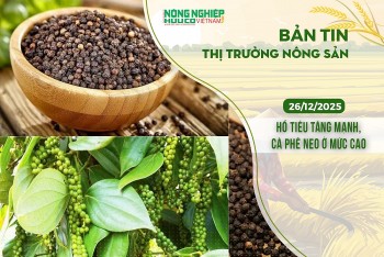 Thị trường nông sản 26/12/2025: Hồ tiêu tăng mạnh, cà phê neo ở mức cao