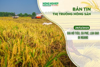 Thị trường nông sản 29/12/2025: Giá hồ tiêu, cà phê, lúa gạo đi ngang