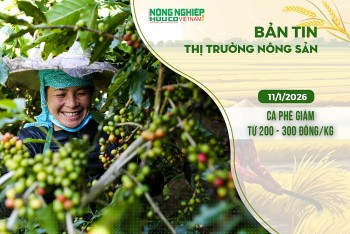Thị trường nông sản 11/1/2026: Cà phê giảm từ 200 - 300 đồng/kg