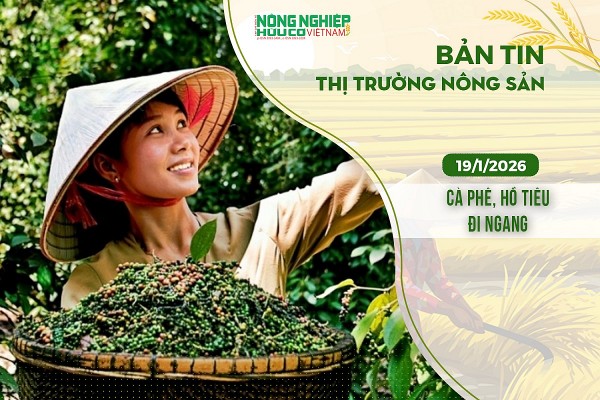 Thị trường nông sản 19/1/2026: Cà phê, hồ tiêu đi ngang
