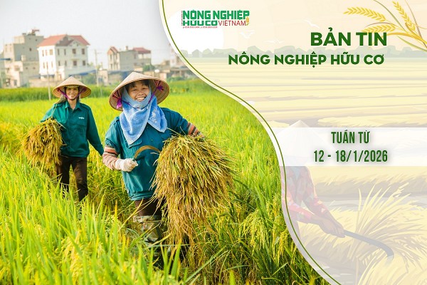Bản tin Nông nghiệp Hữu cơ, tuần từ 12 - 18/1/2026