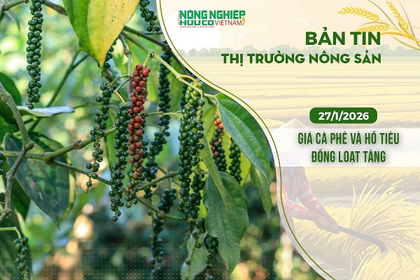 Thị trường nông sản 27/1/2026: Giá cà phê và hồ tiêu đồng loạt tăng