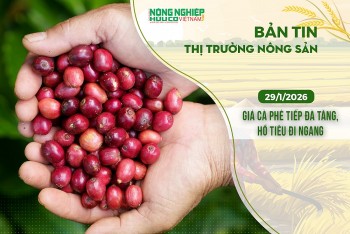 Thị trường nông sản 29/1/2026: Giá cà phê tiếp đà tăng, hồ tiêu đi ngang