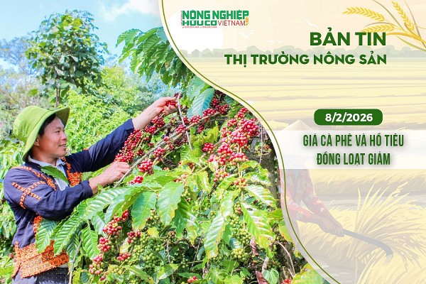 Thị trường nông sản 8/2/2026: Giá cà phê và hồ tiêu đồng loạt giảm