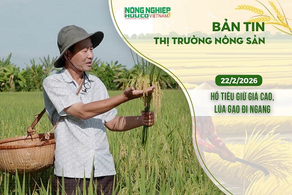 Thị trường nông sản 22/2/2026: Hồ tiêu giữ giá cao, lúa gạo đi ngang