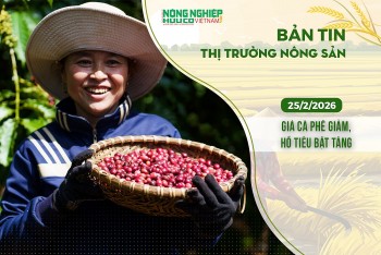 Thị trường nông sản 25/2/2026: Giá cà phê giảm, hồ tiêu bật tăng