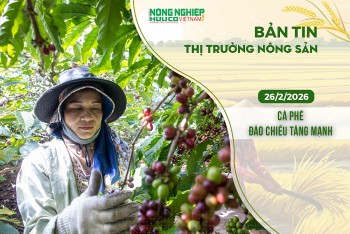 Thị trường nông sản 26/2/2026: Cà phê đảo chiều tăng mạnh