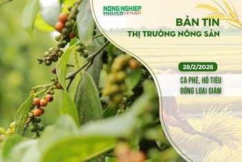 Thị trường nông sản 28/2/2026: Cà phê, hồ tiêu đồng loạt giảm