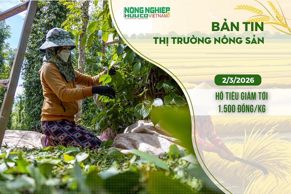 Thị trường nông sản 2/3/2026: Hồ tiêu giảm tới 1.500 đồng/kg