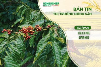 Thị trường nông sản 17/3/2026: Giá cà phê giảm nhẹ