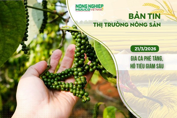 Thị trường nông sản 21/3/2026: Giá cà phê tăng, hồ tiêu giảm sâu