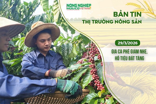 Thị trường nông sản 29/3/2026: Giá cà phê giảm nhẹ, hồ tiêu bật tăng