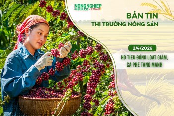 Thị trường nông sản 2/4/2026: Hồ tiêu đồng loạt giảm, cà phê tăng mạnh
