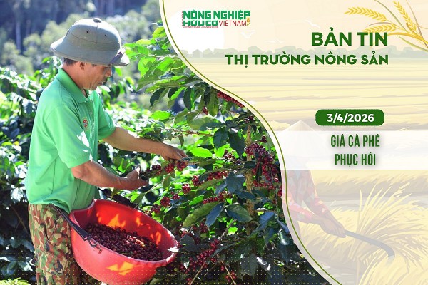 Thị trường nông sản 3/4/2026: Giá cà phê phục hồi