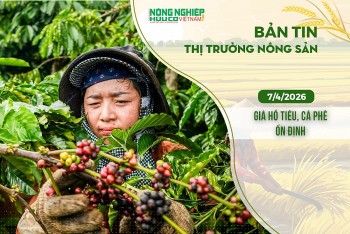 Thị trường nông sản 7/4/2026: Giá hồ tiêu, cà phê ổn định