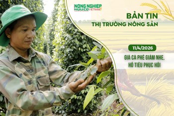 Thị trường nông sản 11/4/2026: Giá cà phê giảm nhẹ, hồ tiêu phục hồi