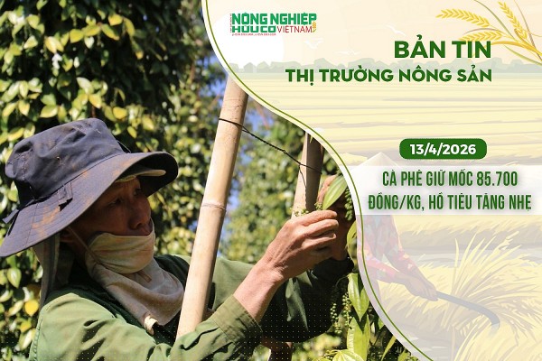 Thị trường nông sản 13/4/2026: Cà phê giữ mốc 85.700 đồng/kg, hồ tiêu tăng nhẹ