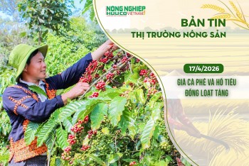 Thị trường nông sản 17/4/2026: Giá cà phê và hồ tiêu đồng loạt tăng