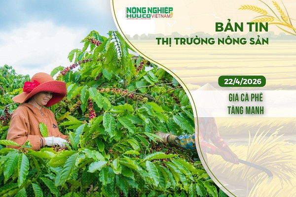Thị trường nông sản 22/4/2026: Giá cà phê tăng mạnh