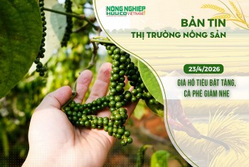 Thị trường nông sản 23/4/2026: Giá hồ tiêu bật tăng, cà phê giảm nhẹ